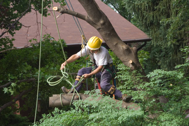 How Our Tree Care Process Works  in  Norco, CA