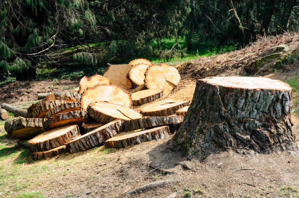 Professional Tree Care in Norco, CA